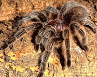 Meaning Of Dream About Spider Spider Web Spiders Tarantula